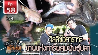 วิลลี่ขอคาราวะ เทพแห่งการผสมพันธุ์ปลา - เพื่อนรักสัตว์เอ้ย EP 58 [2/4]