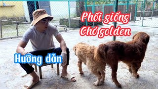 Khởi nghiệp chó cảnh - hưỡng dẫn phối giống chó golden-zl0869099929