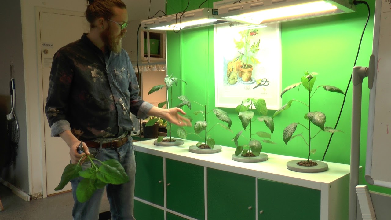 Toppa chili för bättre tillväxt Hemmaodlat YouTube