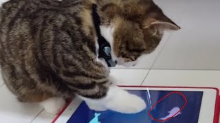 cat play game on a tablet - compilation videos