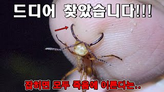 드디어 찾았다!! 아마존 최강 군대개미에게 물려보았습니다..