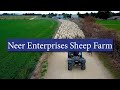 Neer Enterprises Sheep Farm