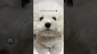 후루네 집 새로운 효자 로모 등장…?!🤭