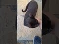 이탈리아의 고양이와 강아지