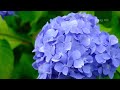うつぶな公園のアジサイ 南部町 4K | hydrangea | 山梨県観光スポット