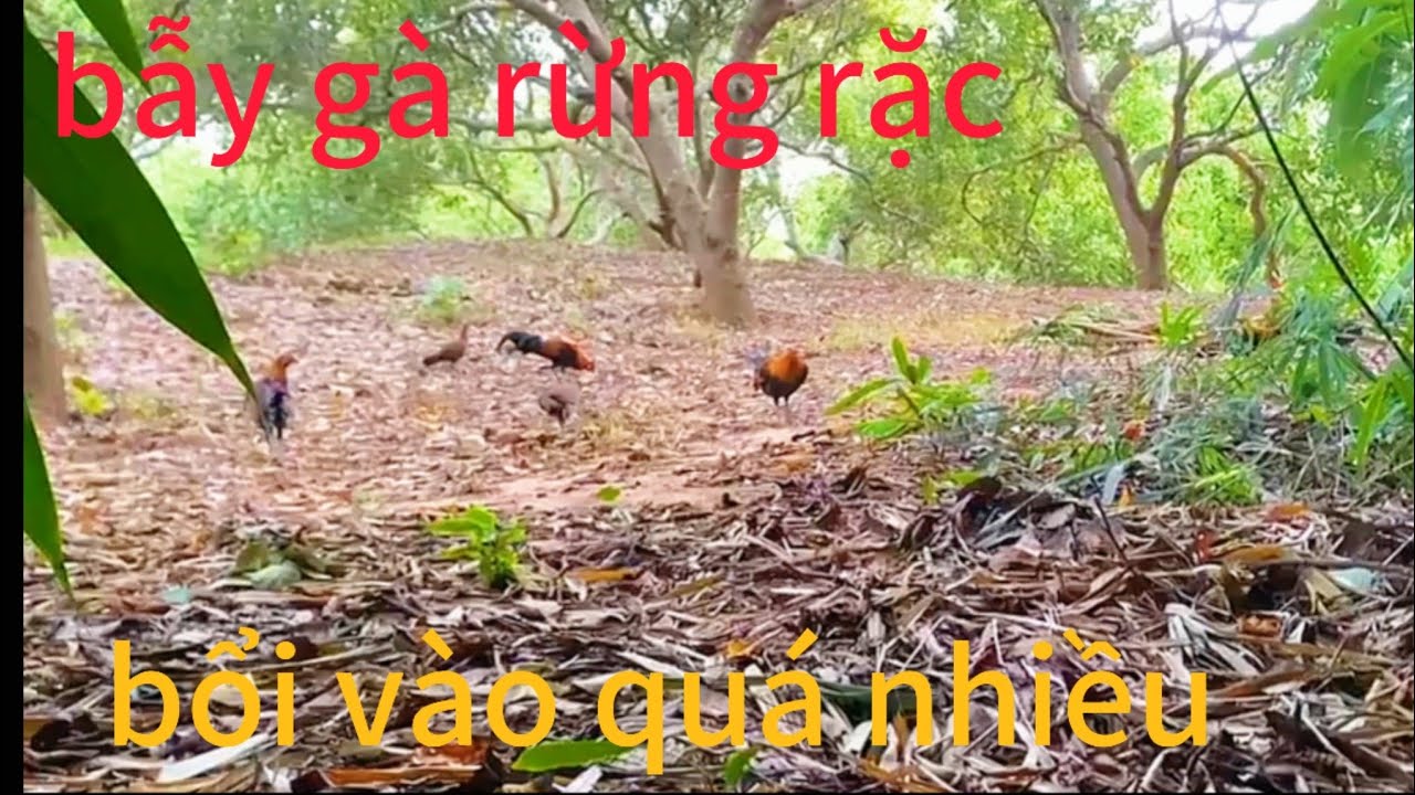 bẫy gà rừng rặc mới nhất, bổi  dẫn cả gia đình vào múc bang gà mồi @Sanbatamthuc-tv