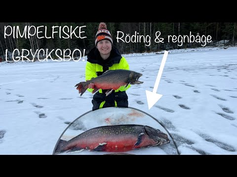 GRYMT PIMPELFISKE EFTER