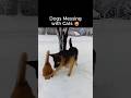 🐶 Dogs Messing with Cats 😺 Pets Lovers | Old Friends | Funny Videos #Dogs #Cats #Pets