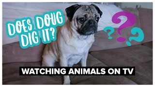Does Doug Dig It? - Watching Animals On Tv