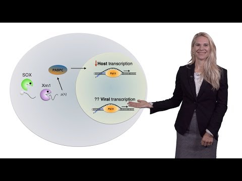 Britt Glaunsinger (UCB, HHMI) 2: KSHV: Herpesviral Nucleases Impact Cellular RNA