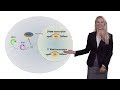 Britt Glaunsinger (UCB, HHMI) 2: KSHV: Herpesviral Nucleases Impact Cellular RNA