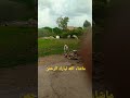 تربية الغنم خروف يلعب في المغرب  