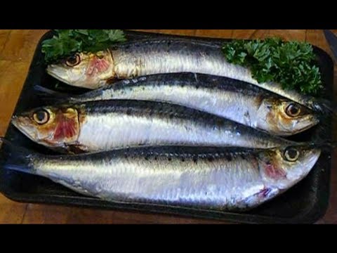 sardines pilchards cornish