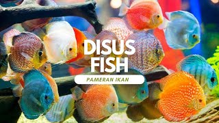 Jenis  Jenis ikan discus