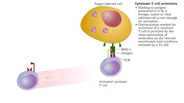 Cytotoxic T cell receptors, activation, proliferation, differentiation & action