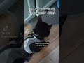 My 3 legged #cat owns me 🤷 #shorts #adventure #episode #blackcat #buslife #series #funny #wholesome