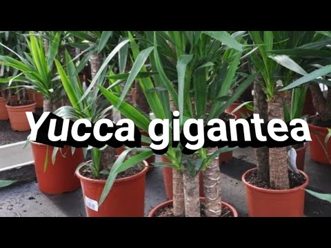 Facts about Yucca