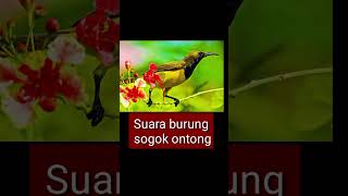 Suara Burung Sogok Ontong