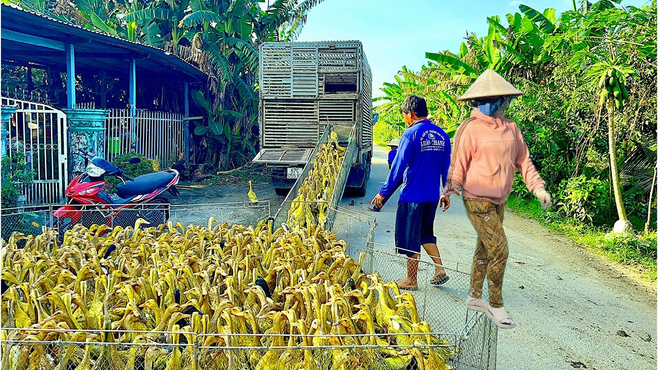 The scene of Vietnamese farmers migrating ducks to find new land