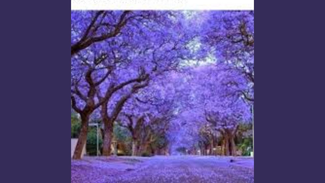 YouTubeでIpê Roxoを視聴 YouTubeでIpê Roxoを視聴