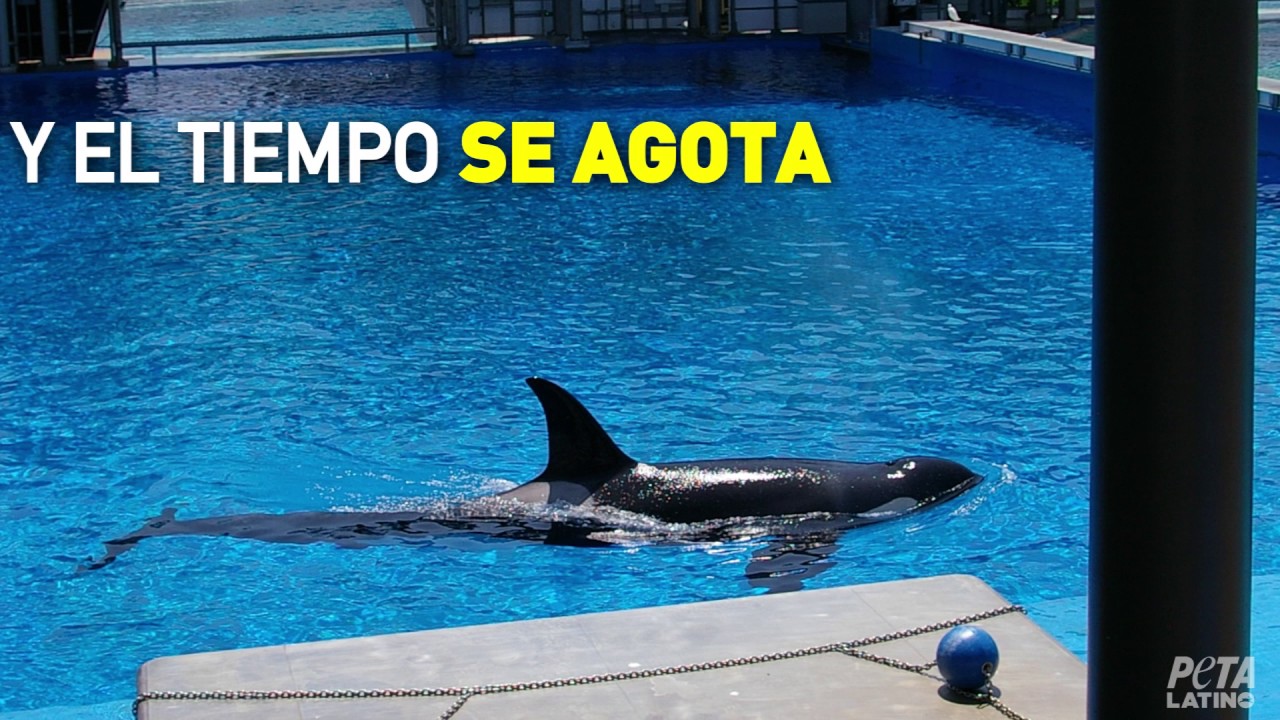 La historia de Corky te romperá el corazón animal rights quotes