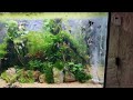 Aquarium aquatlantis   bac amazonien 1000 litres