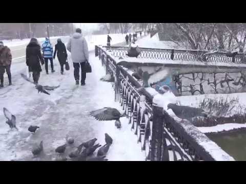 Video: Pigeon show i Moskva (2015)