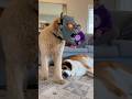 I Thought This Dog Was Terrifying… Until This Happened