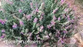 Teucrium lucidrys. Garden Center online Costa Brava - Girona.(Teucrium lucidrys. Garden Center online Costa Brava - Girona. Web: http://personalgardenshopper.es/, 2015-04-03T06:58:19.000Z)