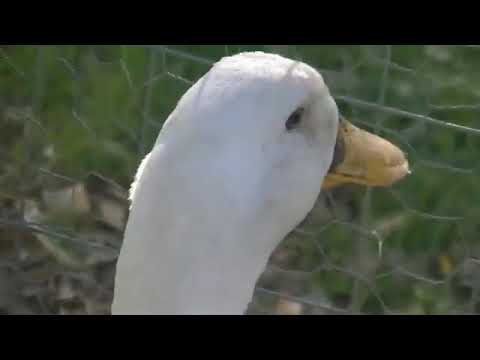 %100 DUCK