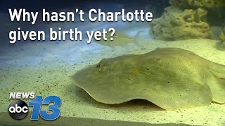 Why hasn't Charlotte the stingray had her babies? by WLOS News 13 536 views 2 days ago 2 minutes, 43 seconds