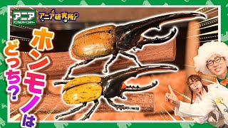【アニア研究所】「ヘラクレスオオカブトにさわれる!! 熱帯の昆虫展2025!!」【タカラトミー公式】