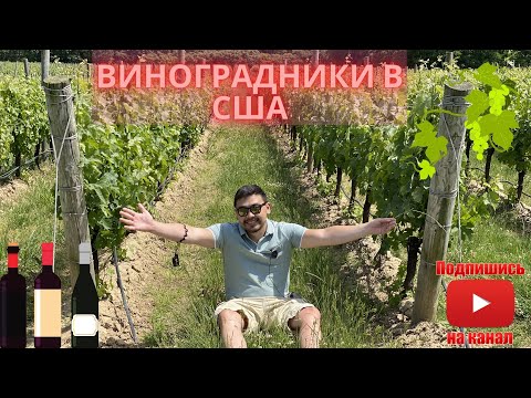 Video: Koliko stane vinograd v Kaliforniji?