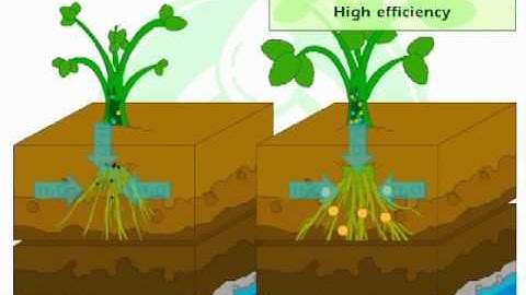 Controlled Release Nutrition  - how does it work?