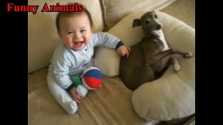 Italian Greyhound Dog Play With Baby videos  Dog Loves Baby  Funny Dogs Compilation