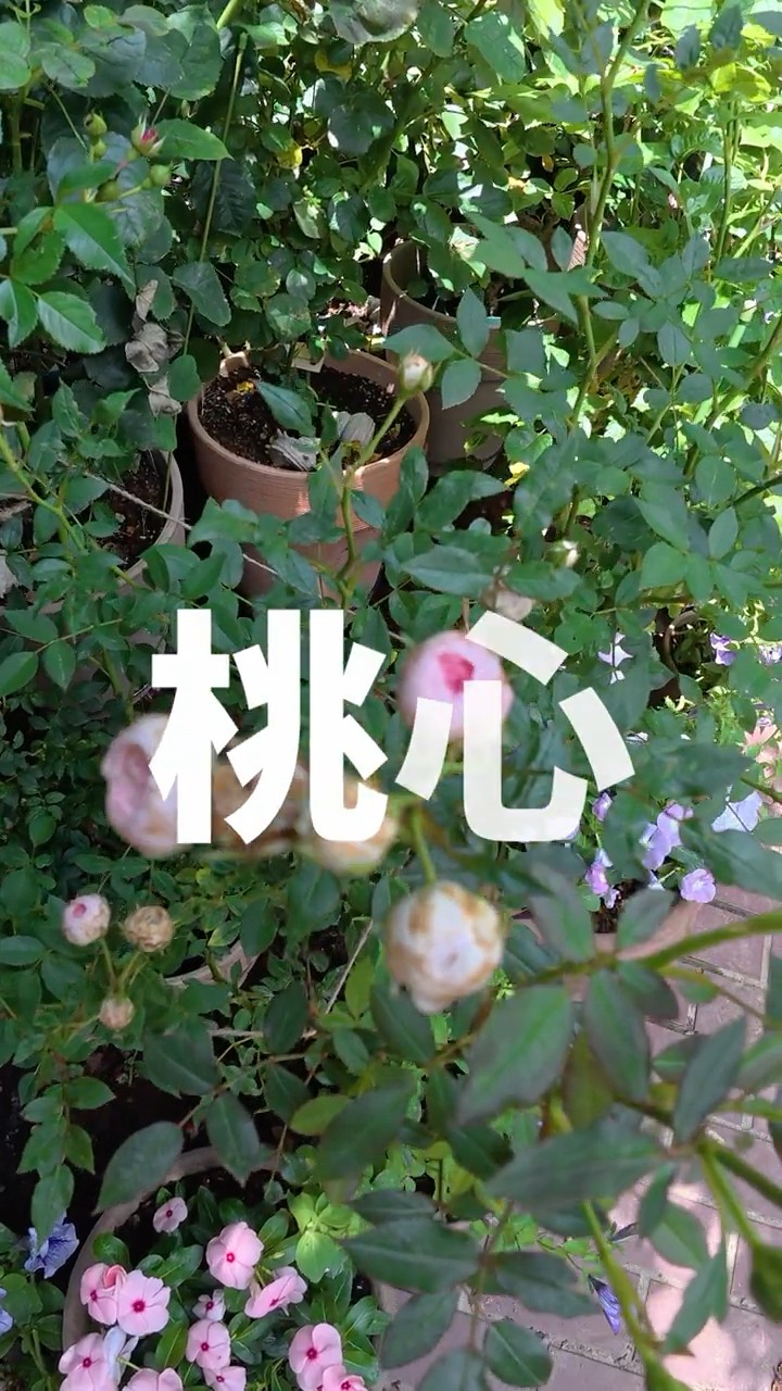 Moko (Peach Heart) - 14 Rose Varieties and Rose Soil for June 3