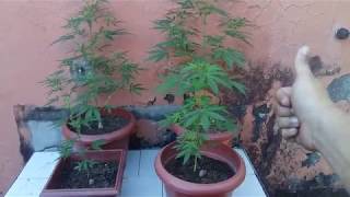 Cultivo de CANABBIS Outdoor - PRIMEIROS DIAS #13