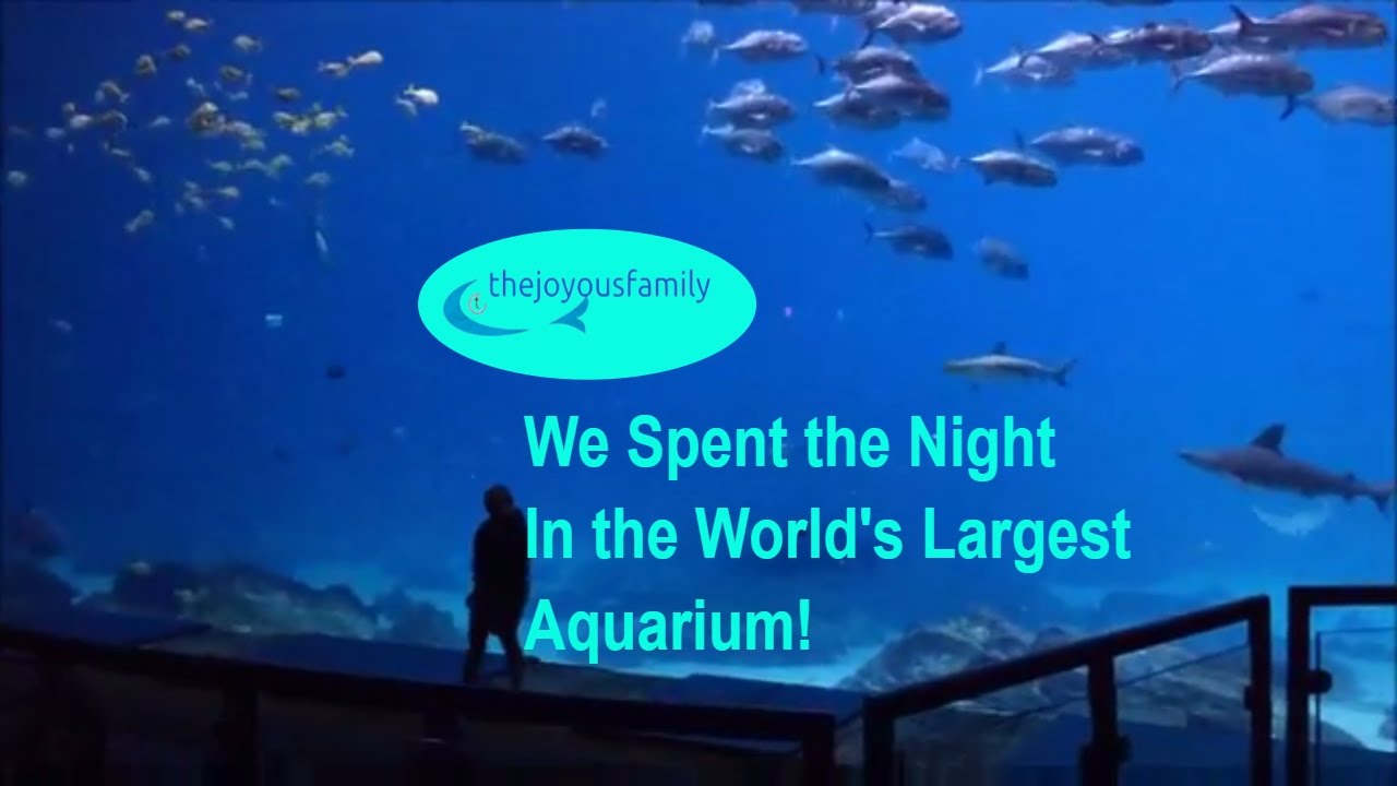 Sleeping inside Georgia Aquarium in Atlanta - MaxresDefault