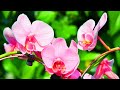 Calm Your Mind With Beautiful Relaxing Music & Beautiful Nature for Insomnia Relief and Meditation