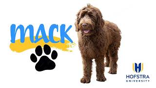 Mack the Public Safety Dog | Hofstra University