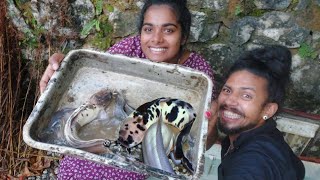 my big albino catfish 🐬🐬ഇത് ഇത്രയും വളർന്നോ 🙄🙄