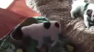 Try not To Laugh Funny Animals complication (2019)