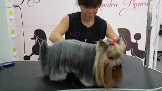 ARREGLO YORKY PELO LARGO EN PELUQUERÍA CANINA SANDRA