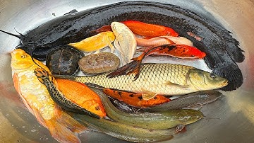 Kem Chanel lái công nông bắt cá trong chum có cá trê khổng lồ, cá chép, cá vàng, con rùa màu sắc