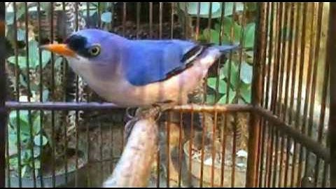 Kicauan Burung "RAMBATAN" Cerecetan Tajam !!!