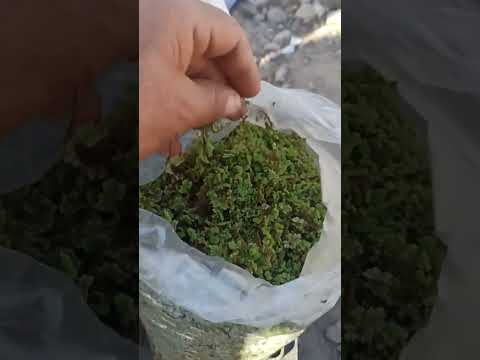 الازولا بالسوق الدواجن سبت الگردان تربية الدجاج عشق