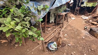 A delicious meal but the puppy hides under a pile of wood and doesn't want to eat