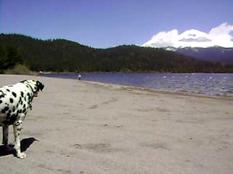 On the Beach with Jagger and Dottie!