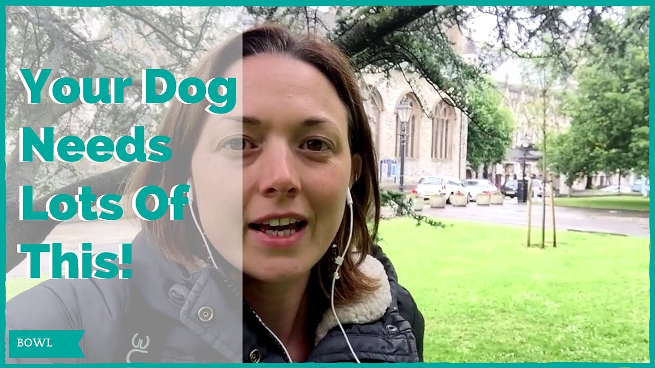 The First Ingredient In Dog food - YouTube