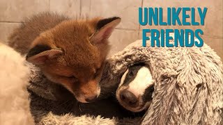 Cuan Wildlife Rescue: Different but the same - fox and badger cubs